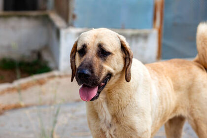 kangal dog price