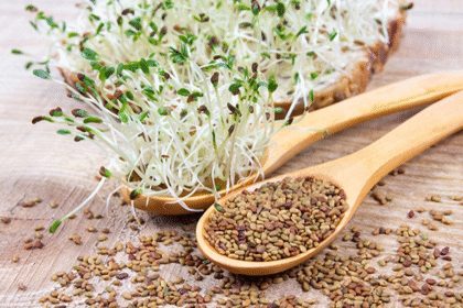 alfalfa seeds