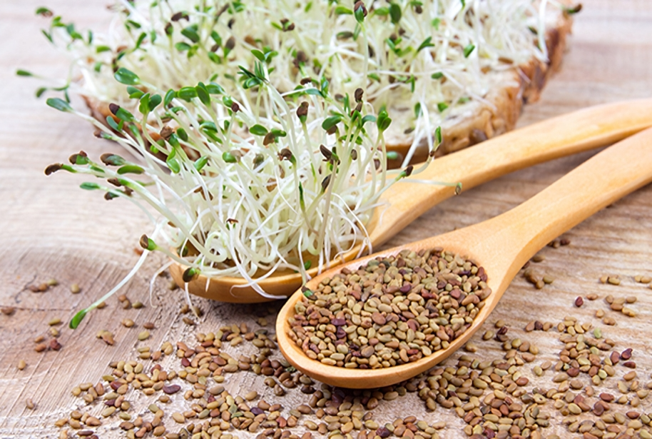 alfalfa seeds