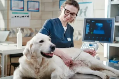 WoofApps: Revolutionizing Pet Care with Technology