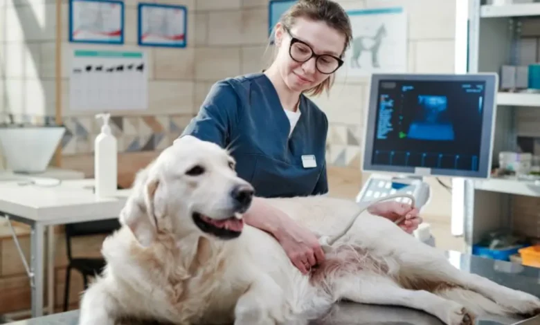 WoofApps: Revolutionizing Pet Care with Technology